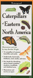 Caterpillars of Eastern North America