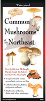 Common Mushrooms of the Northeast