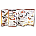 Common Butterflies Folding Guide