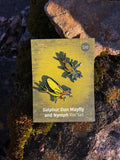 Butterfly and Moth Pin Set